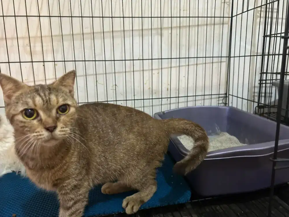 Indukan Scotish Fold Hamil