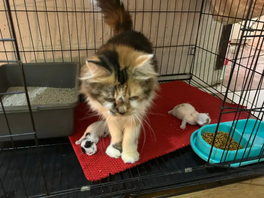 Indukan Persia Longhair