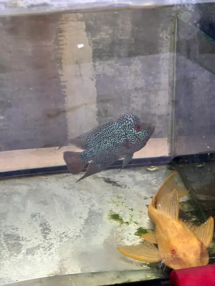 Ikan louhan kamfa f3