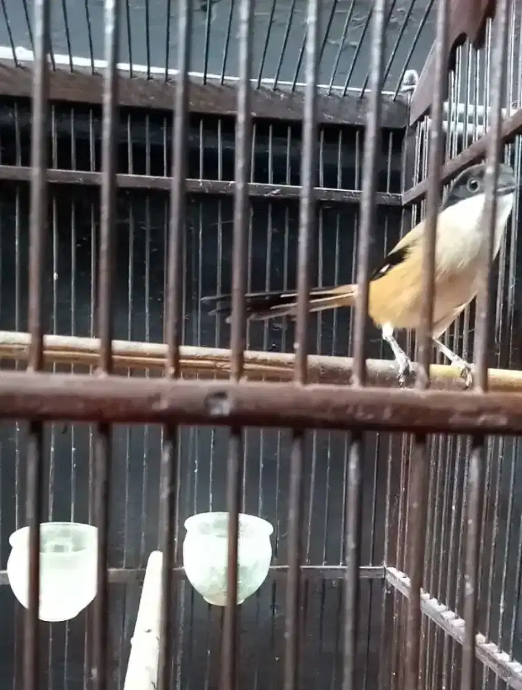 Dijual burung pentet