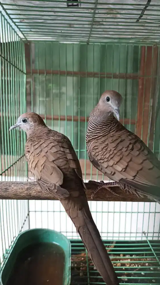 Perkutut cemani Mojopahit sepasang depok margonda