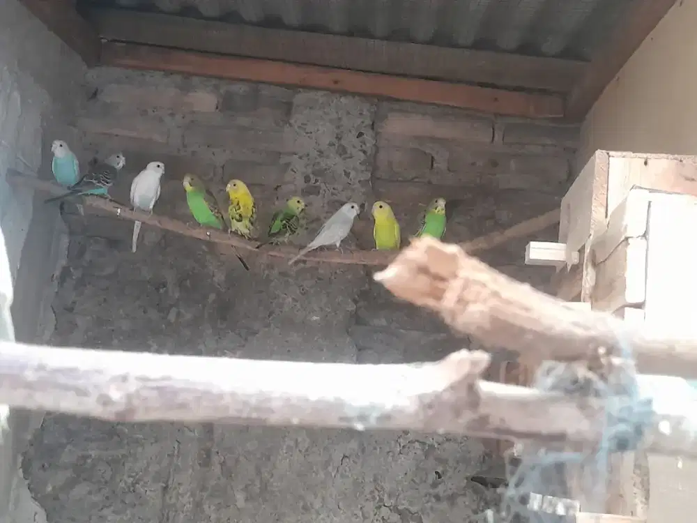 Parkit lokal umur 5 bulan ke dewasa