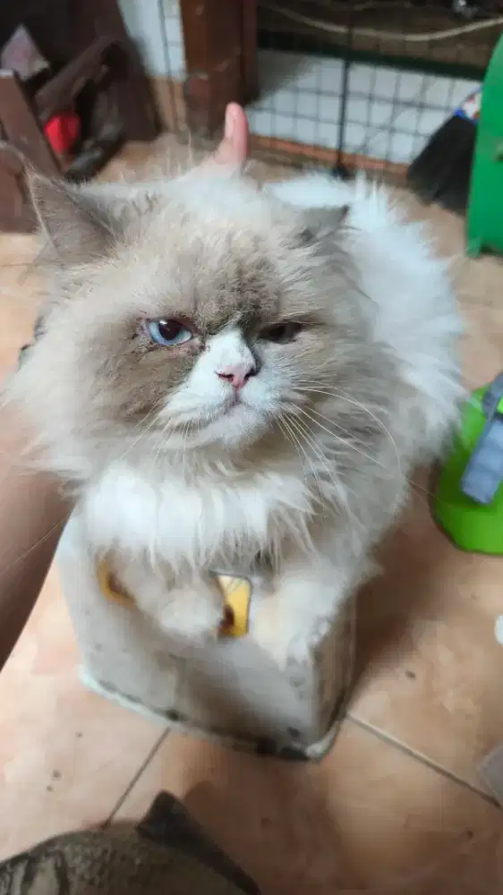 (FREE Adoption) Kucing Persia Jantan