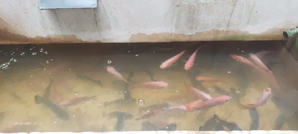 BORONGAN KOLAM IKAN NILA MERAH BAWAL KOI