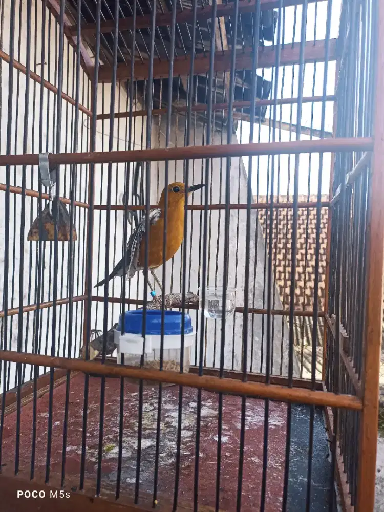 Anis merah ring Thoriz