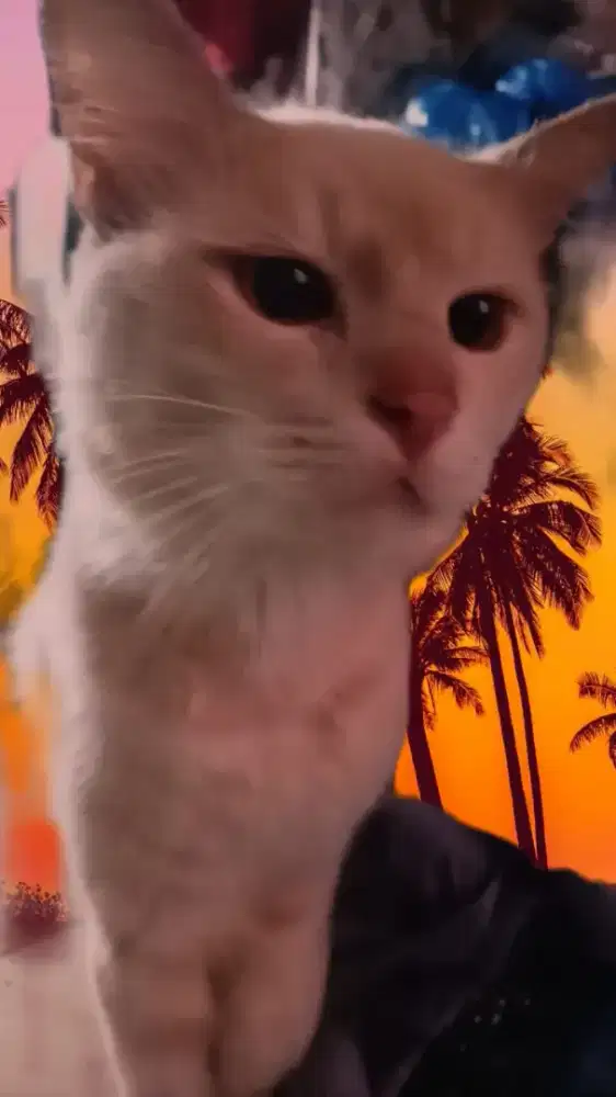 Kucing blaster anggora & persia