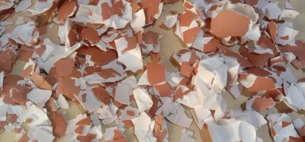 Kulit / Cangkang Telur (Kiloan)