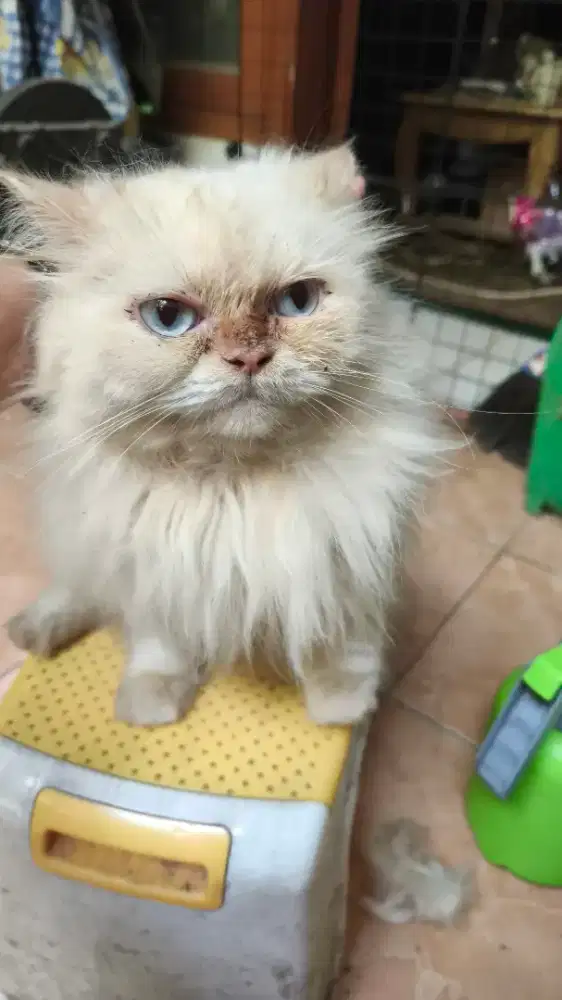 (FREE Adoption) Kucing Persia Betina