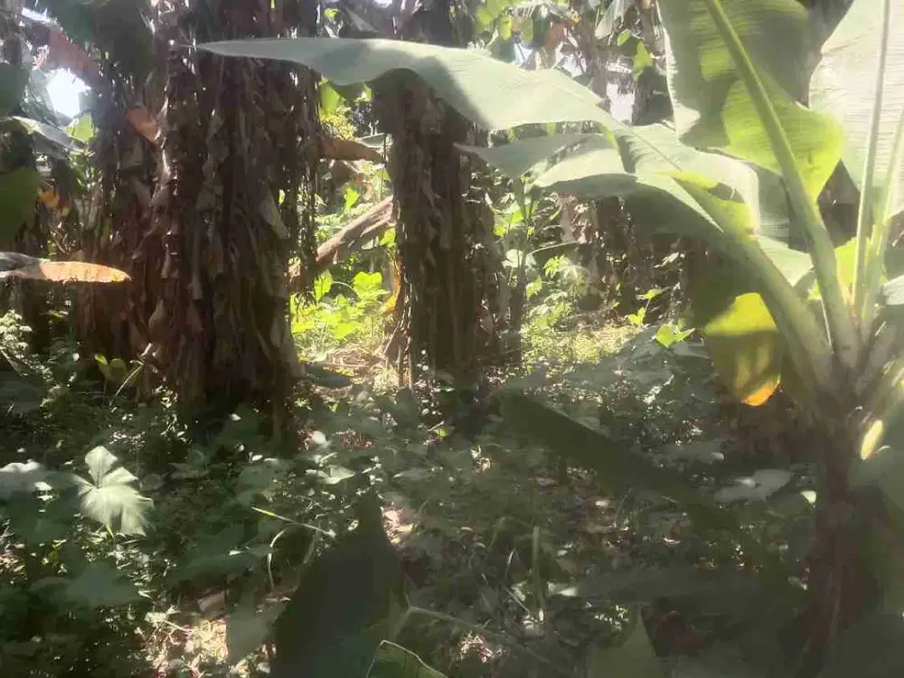 Diisewakan Tanah Kebun lokasi strategis dekat stasiun KRL Depok dan Tol Kukusan Depok