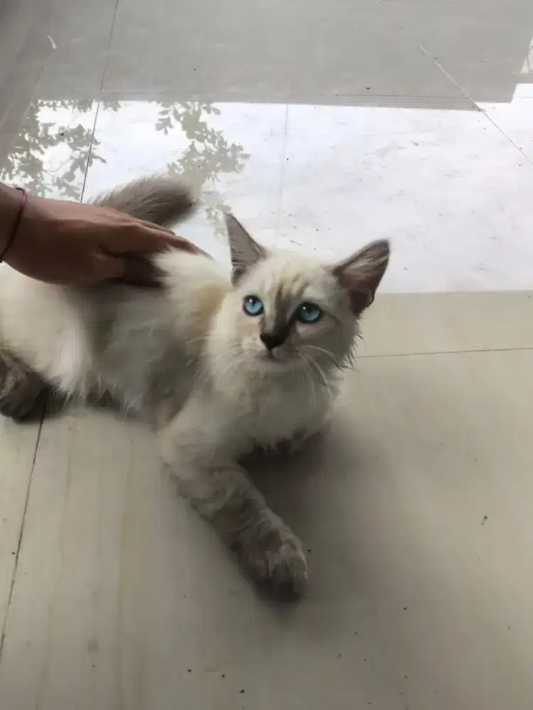 Kitten Himalaya