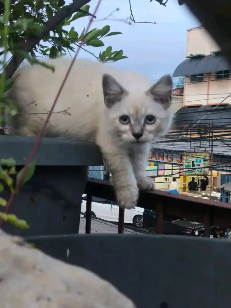 Kitten himalaya