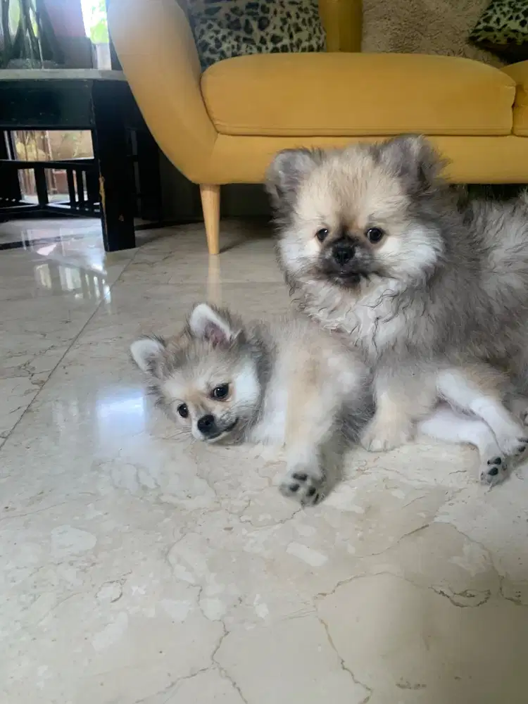 Dijual Puppy Pomchi (Pomeranian x Chihuahua) Lucu & Lincah