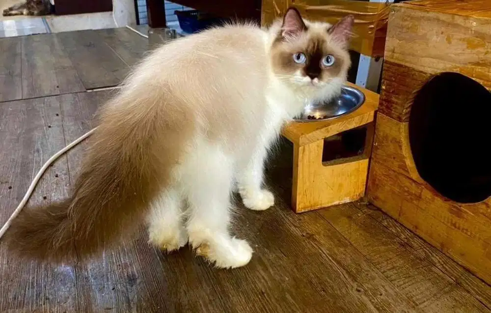 Ragdoll betina sealpoint