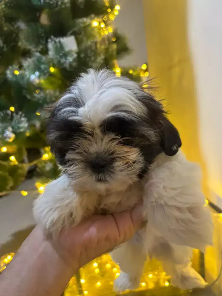 Dijual anjung pupysshintzu asli