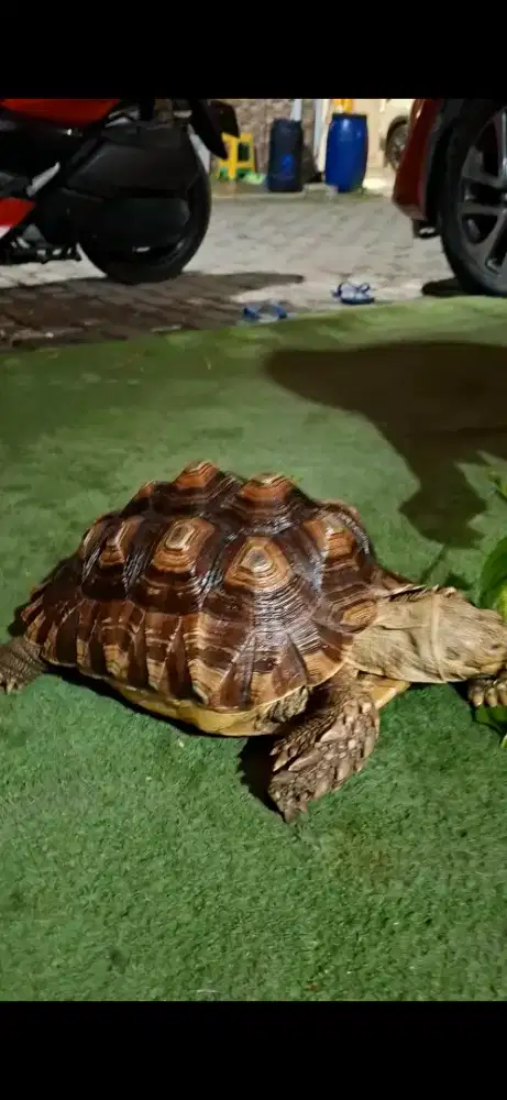 Sulcata besar & Iguana albi juve
