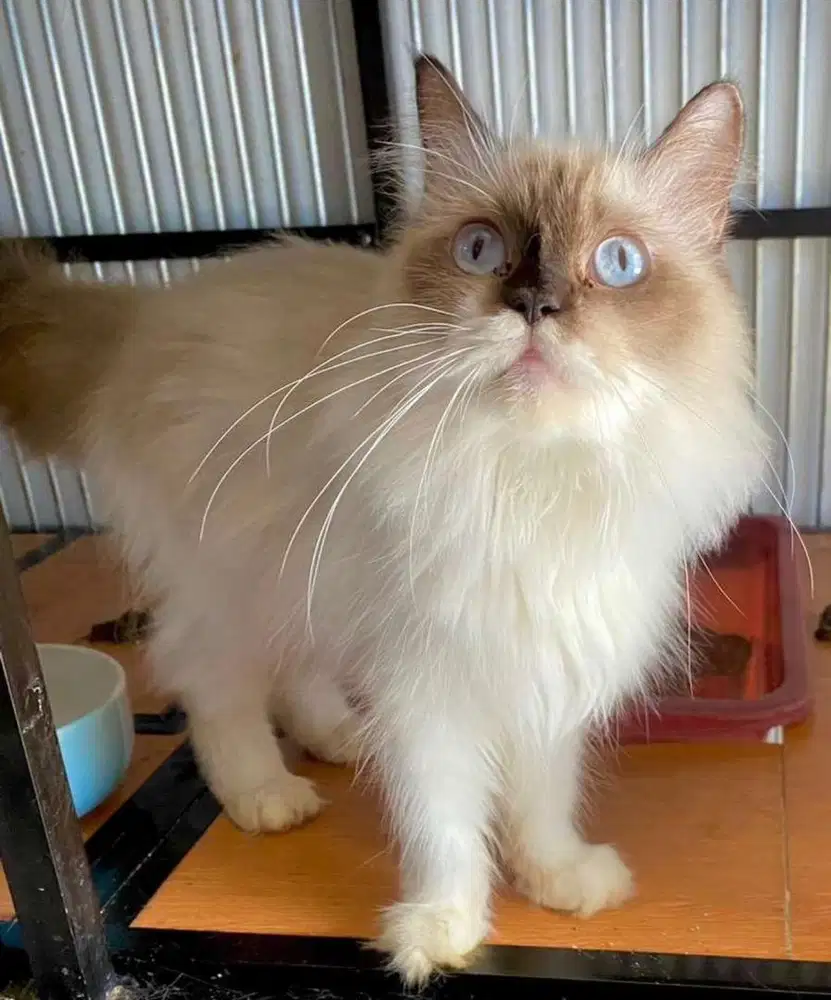 Ragdoll betina sealpoint