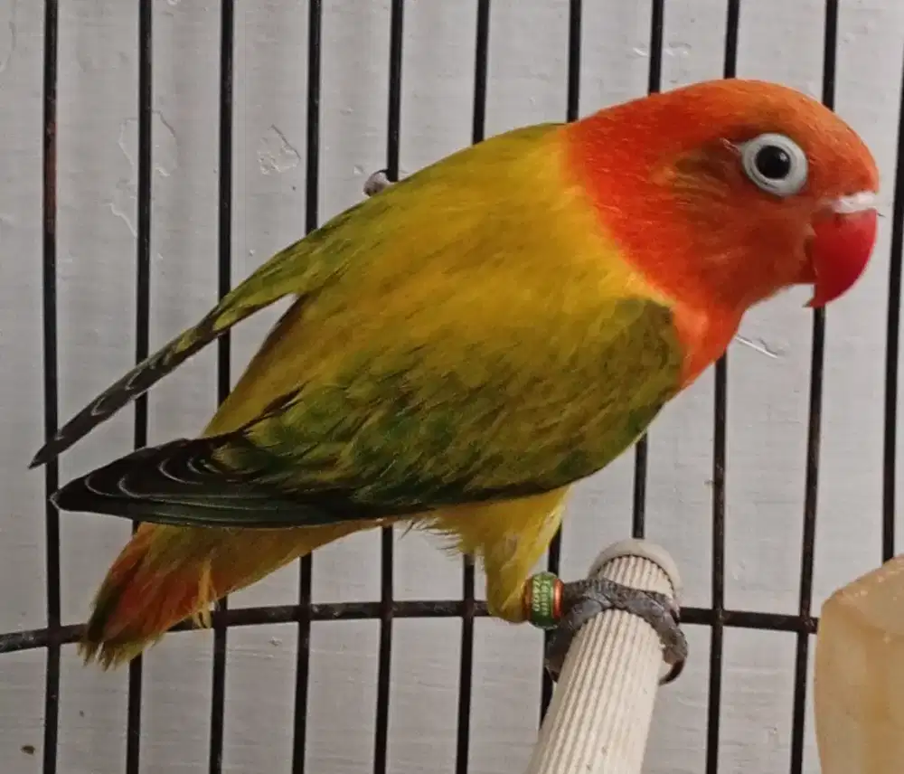 Lovebird burung love bird biola split ino