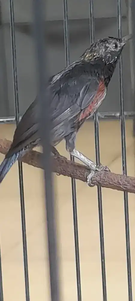 Konin Dacok rajin fullset