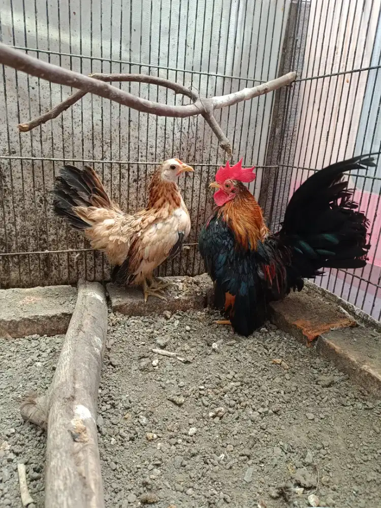 Ayam Kate Serama sepasangg