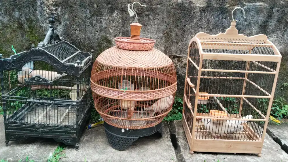 Burung puter jantan dan betina