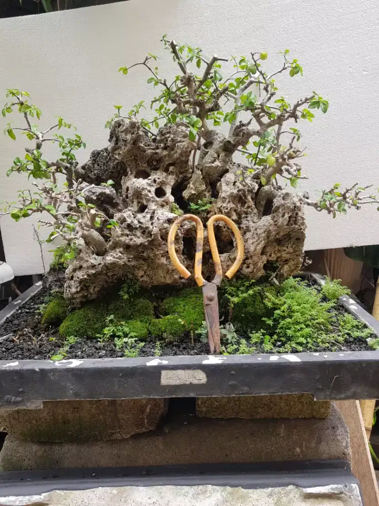 BONSAI SERUT BATU