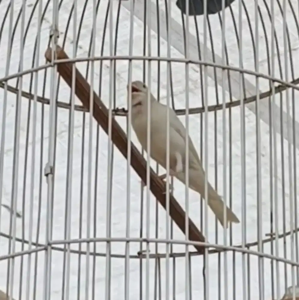 D jual kenari pocong gacor dor dor dor full set