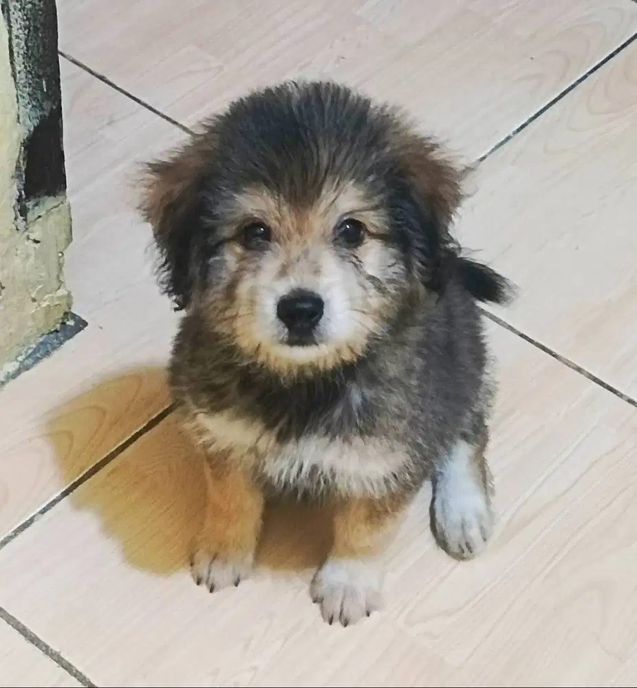 ANAK ANJING MIX POODLE