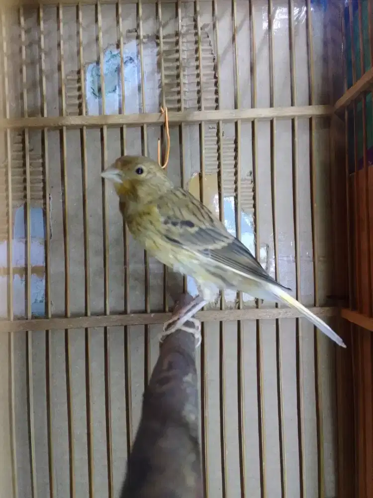 FS:Kenari AfRasmi X Loper