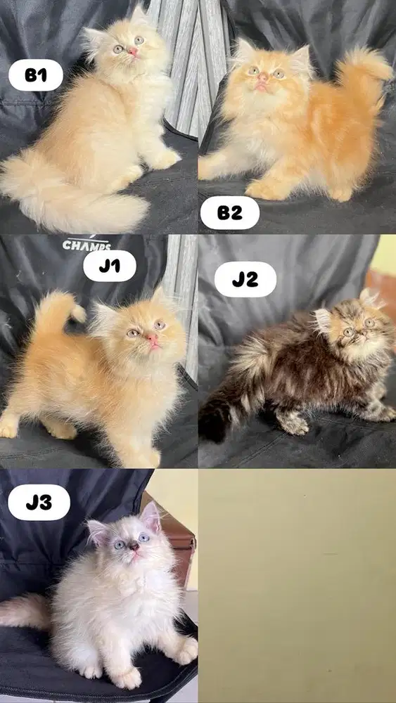 Persia longhair mahar murmer