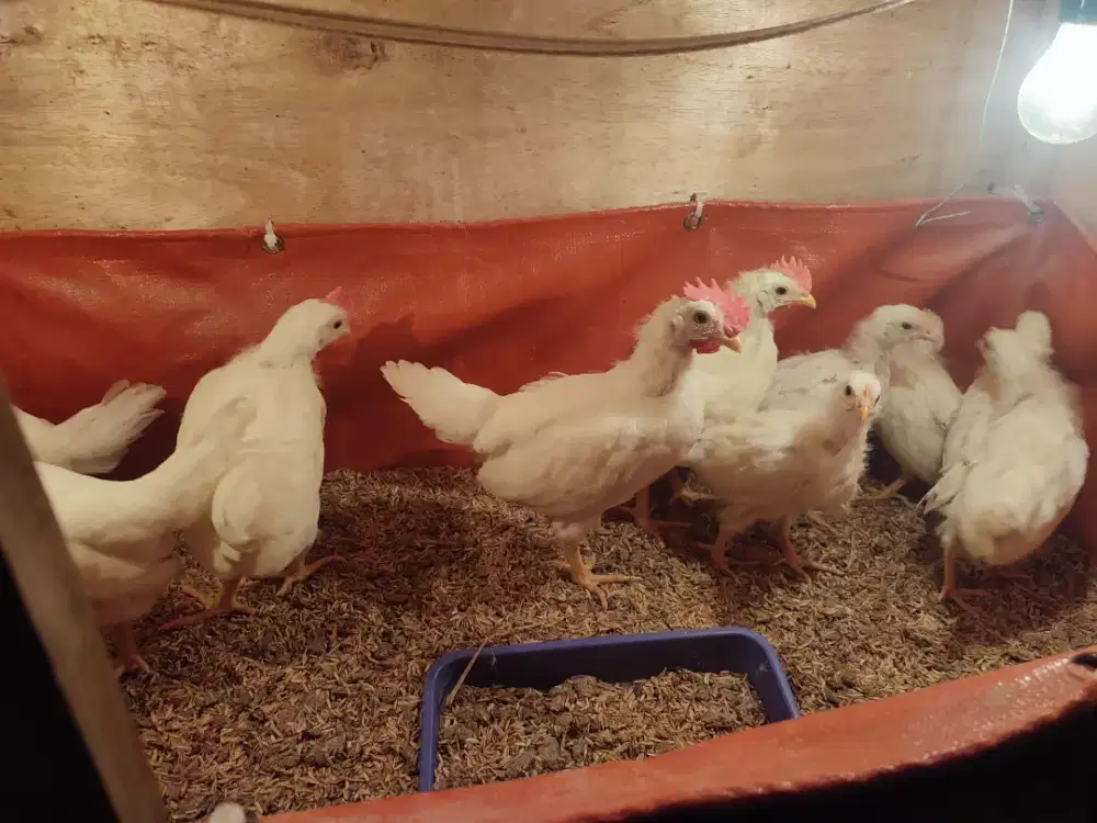 Ayam import white leghorn sepasang 130