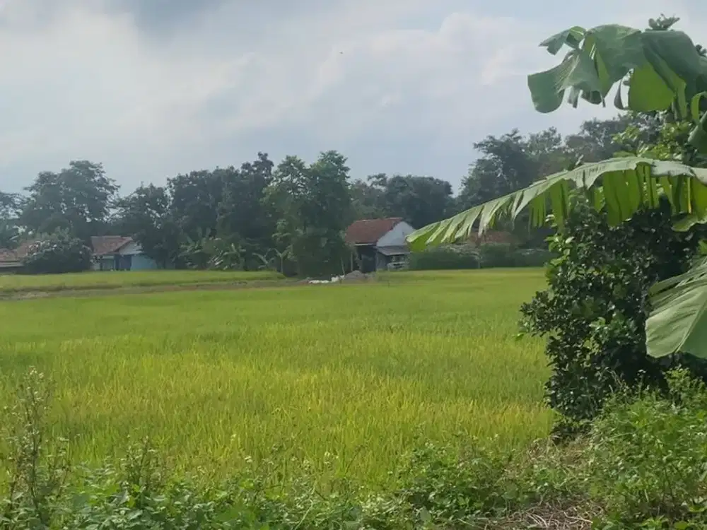 Dijual Murah Tanah Padat Sawah di Legok, Tangerang