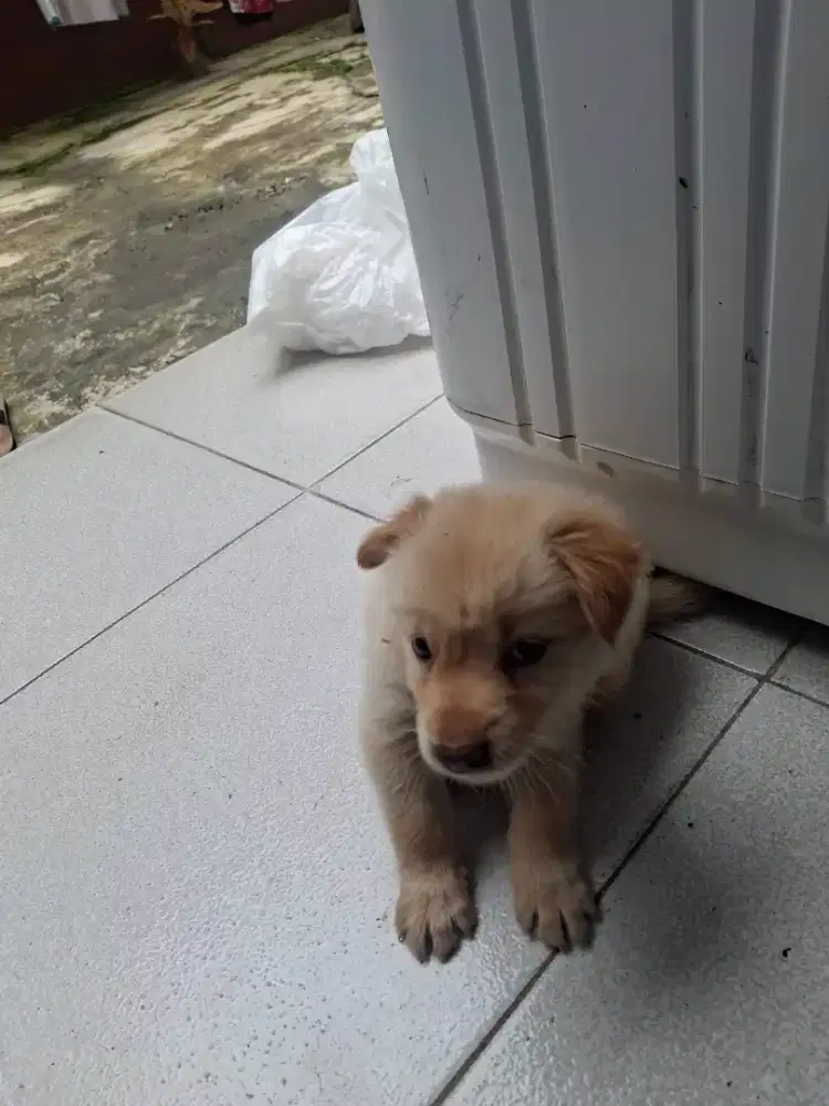Jual anak anjing campuran  usia 1,5 bulan