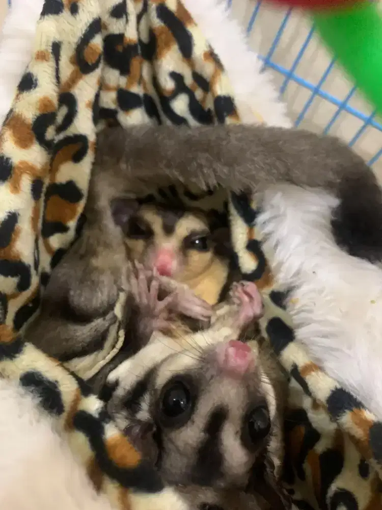 Sugar Glider Sepasang