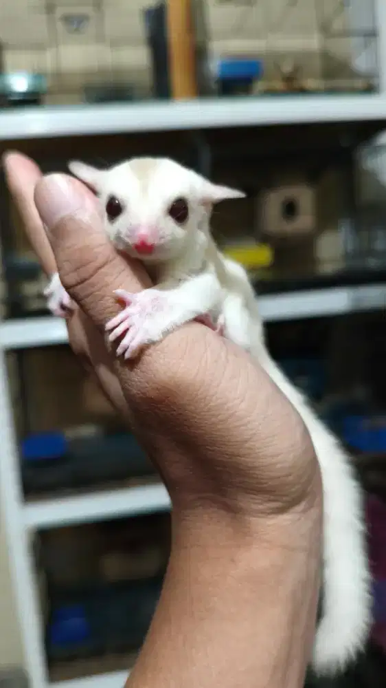Sugar glider creamino TERMURAH