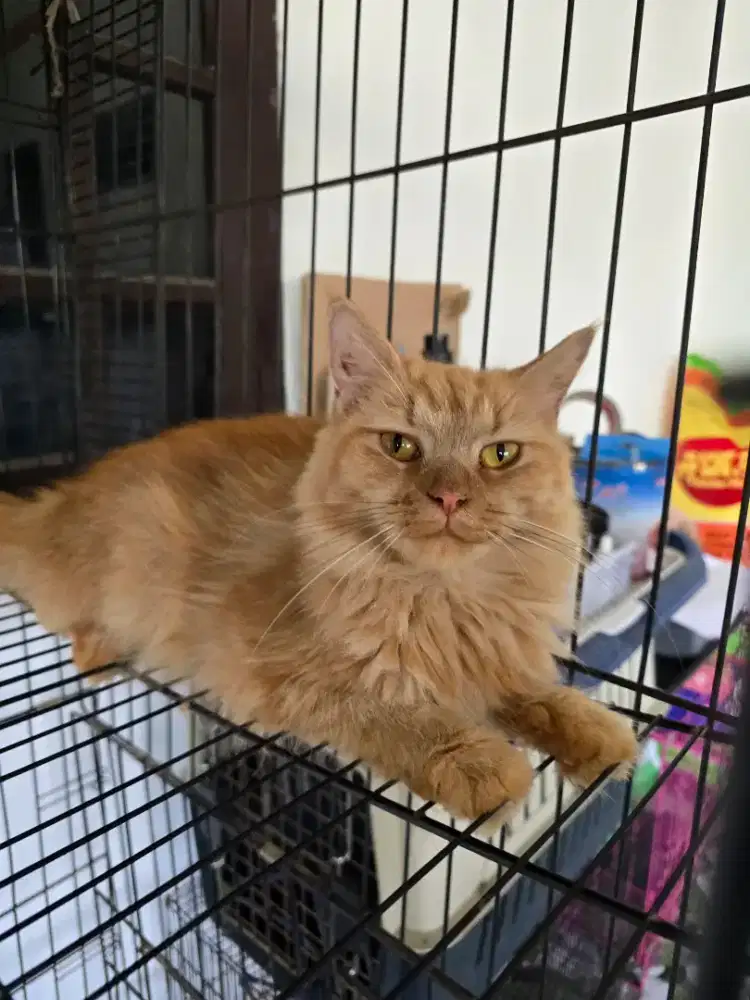 Persia mix mainecoon betina