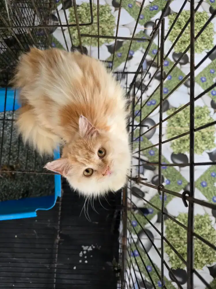 Ganti pakan persia betina