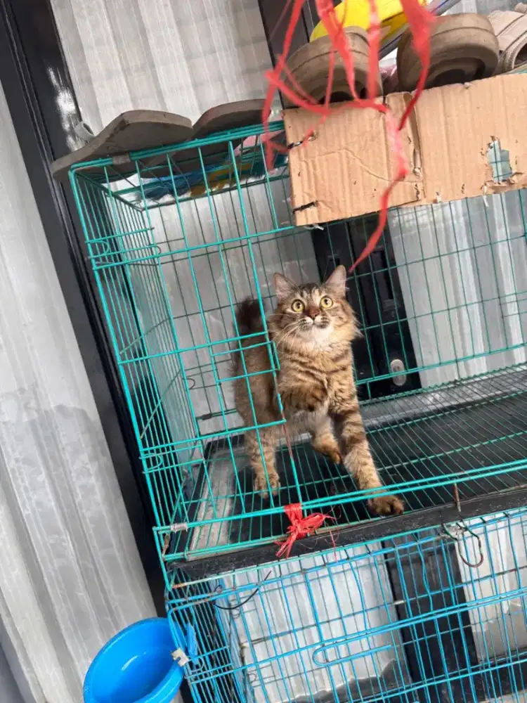 Kitten mainecoone x persia jantan