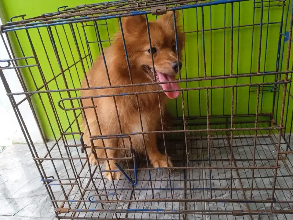 Anjing kecil jenis pendek betina +- 3 tahun nan