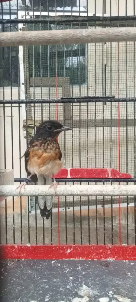 MURAI FIGHTER TROTOL TRAH PRESTASI