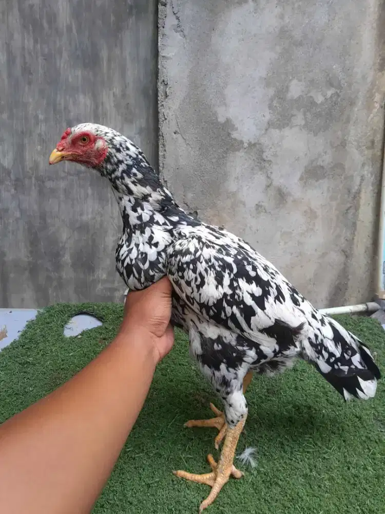 Ayam betina bagus
