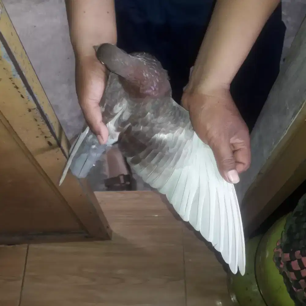 Sepasang merpati balap