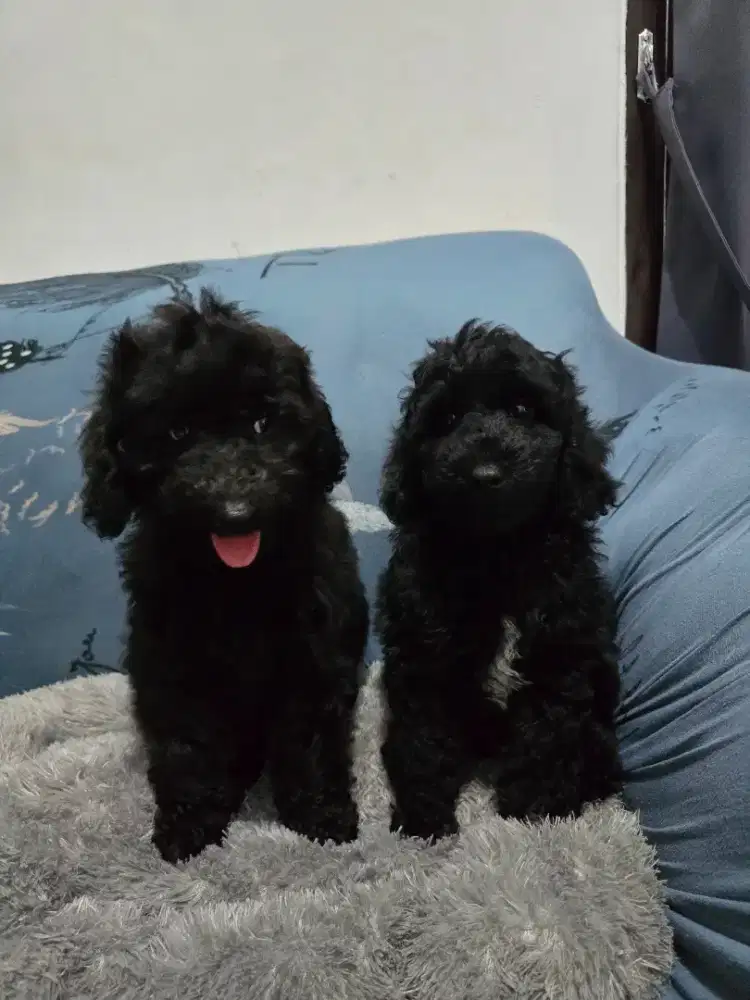 Sepasang poodle hitam manis