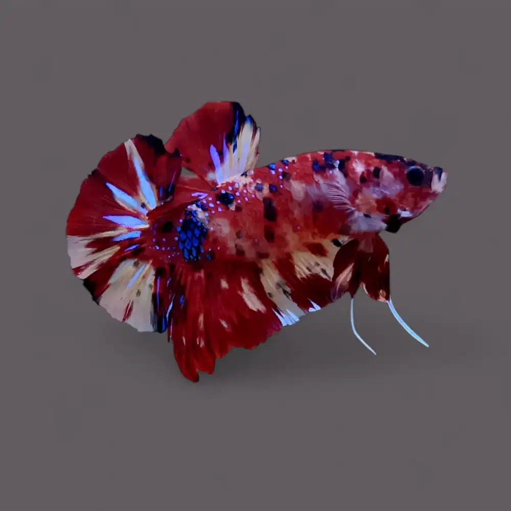 ikan cupang giant nemo