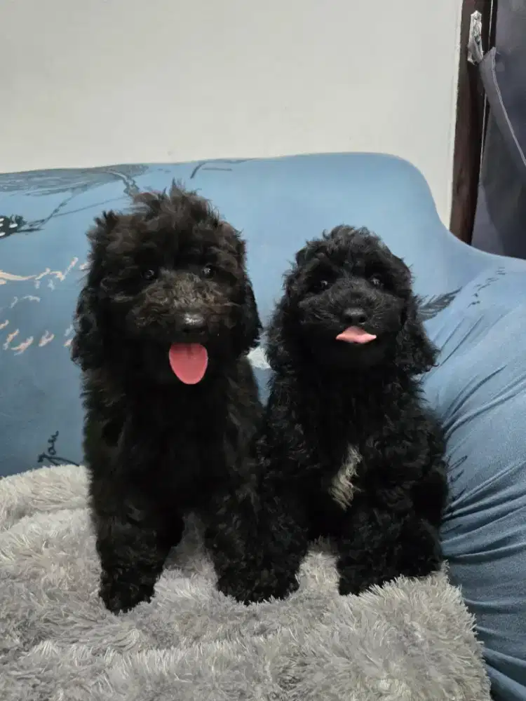 Sepasang poodle murah meriah