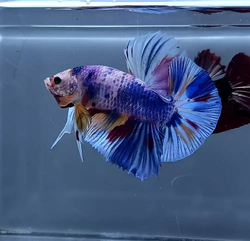 ikan cupang giant candy