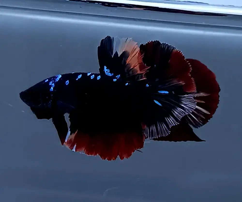 ikan cupang giant avatar