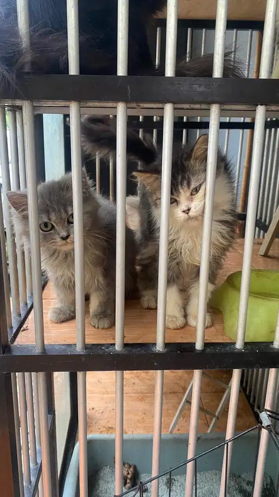 adopsi kucing anggora