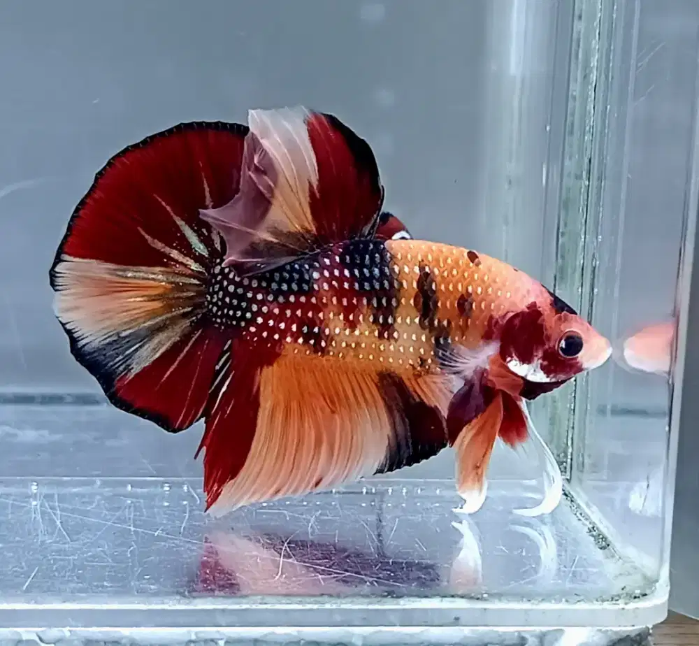 ikan cupang giant nemo