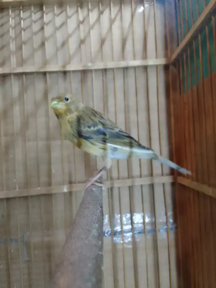 Kenari AfRasmi X Loper