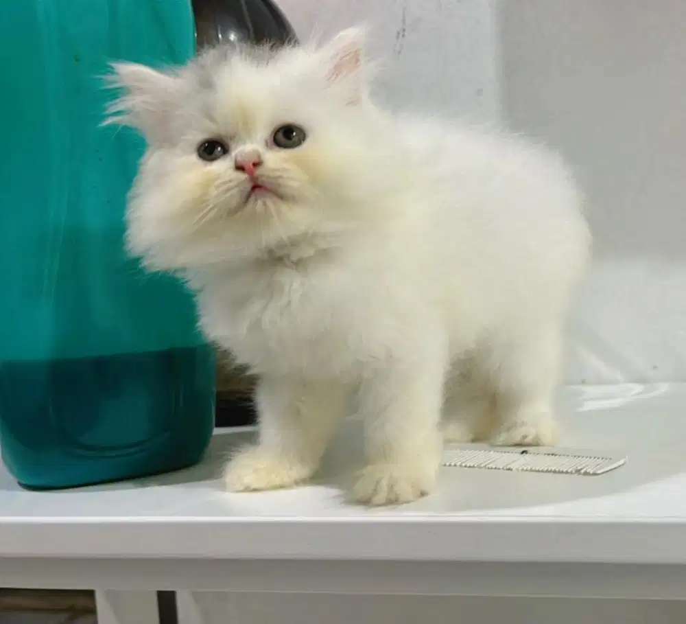 kitten persia Ns longhair jantan